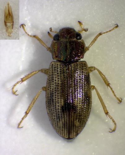 Réf. 276 238 : Helophorus asturiensis